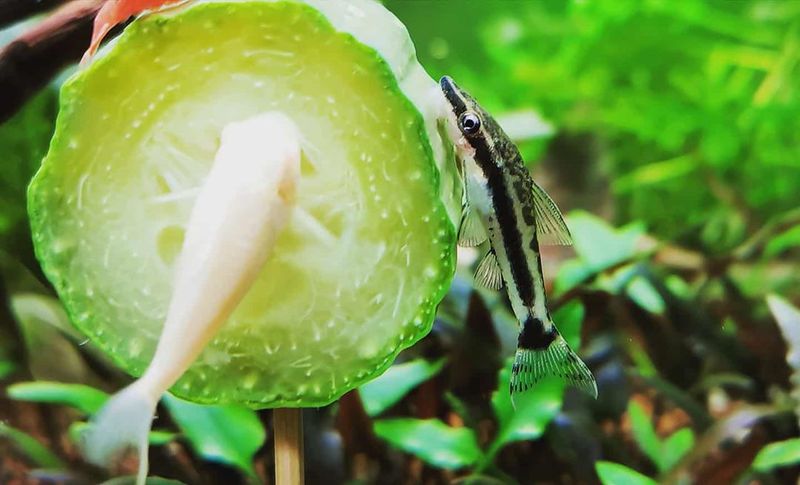 Файл:Otocinclus Albinos.jpg