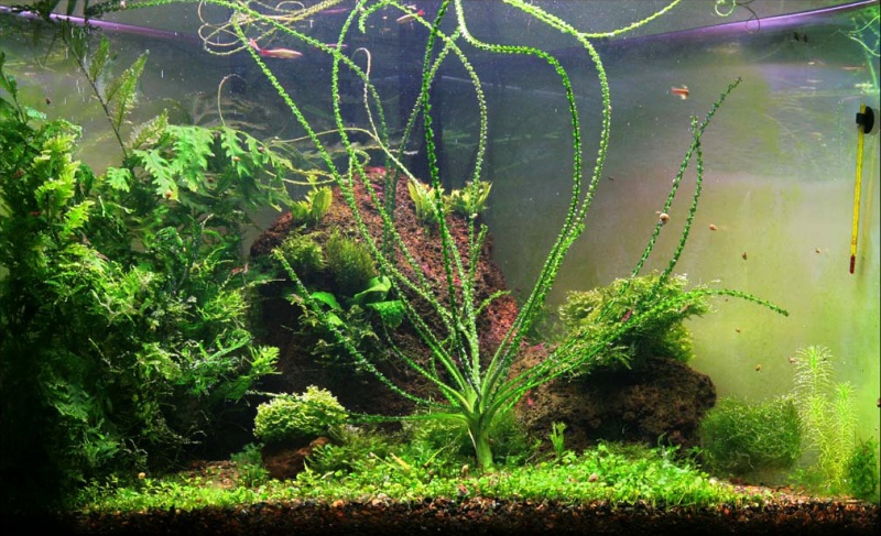 Файл:Кринум курчавый 1.jpg