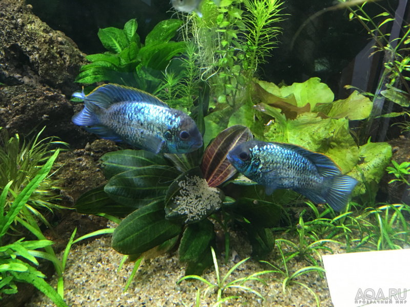 Файл:Наннакара Неоновая4.jpg