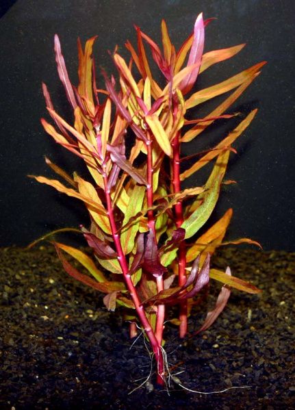 Файл:20190408180105!Ammannia gracilis.jpg