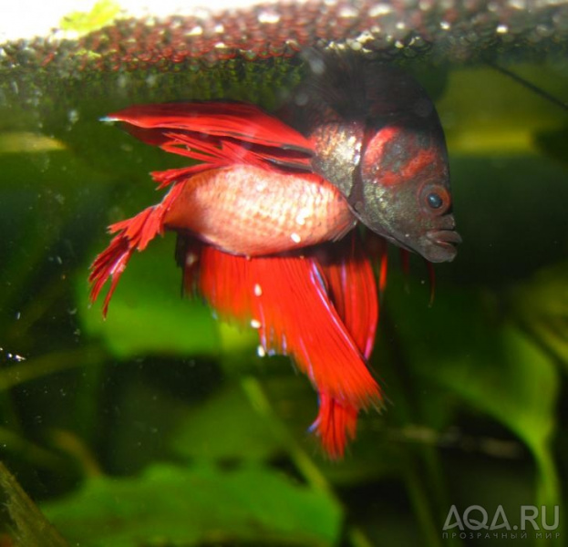 Файл:Пара петушков.jpg