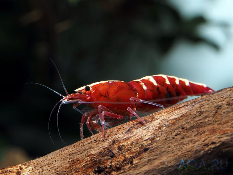 Файл:Caridina Pinto Fishbone Red.jpg