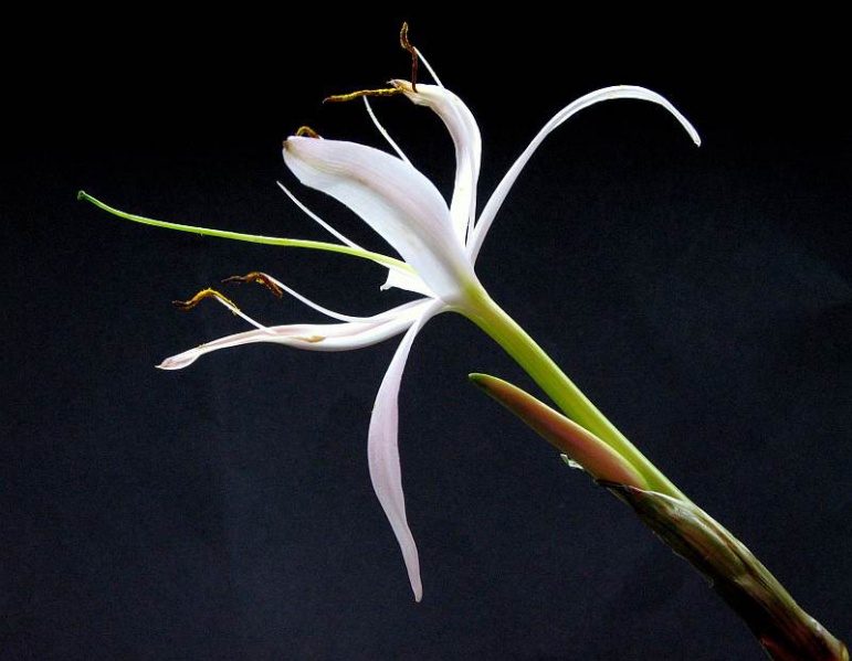 Файл:Кринум курчавый 3.jpg