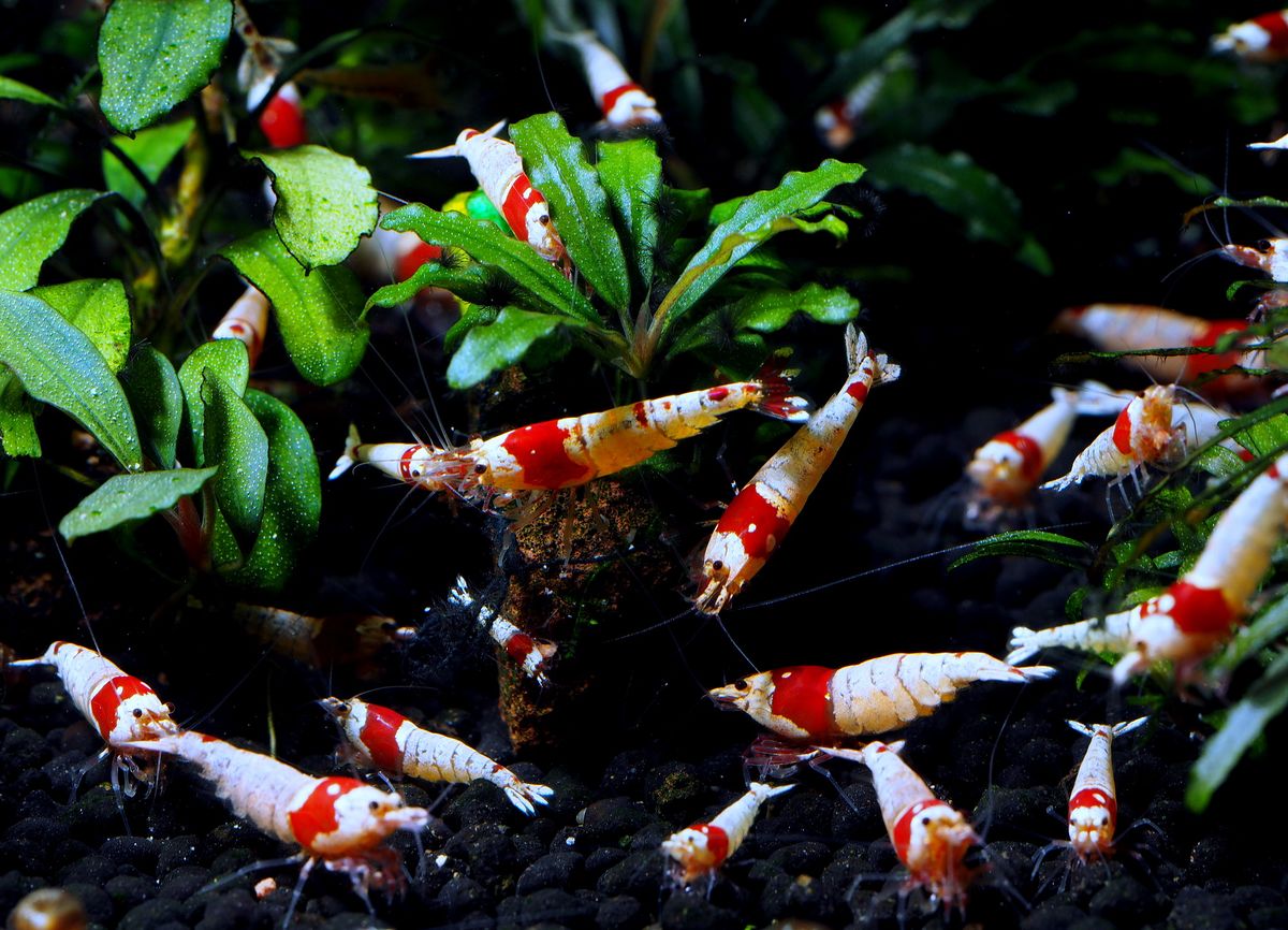 Креветки аквариумные 🦐: фото, виды, содержание, кормление и разведение -  AQA.wiki