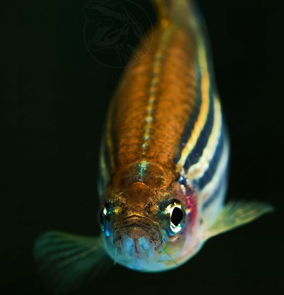 Файл:Danio-rerrio3.jpg