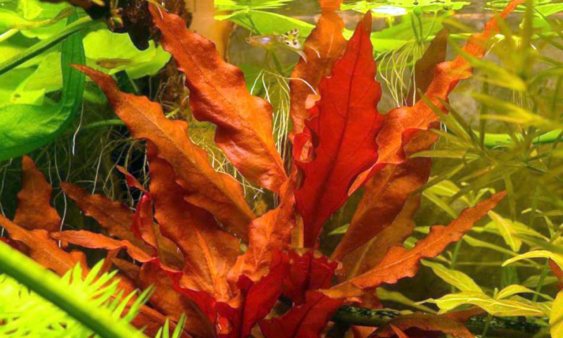 Файл:Альтернантера блестящая.jpg