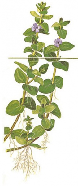 Файл:Бакопа каролинская иллюстрация.jpg