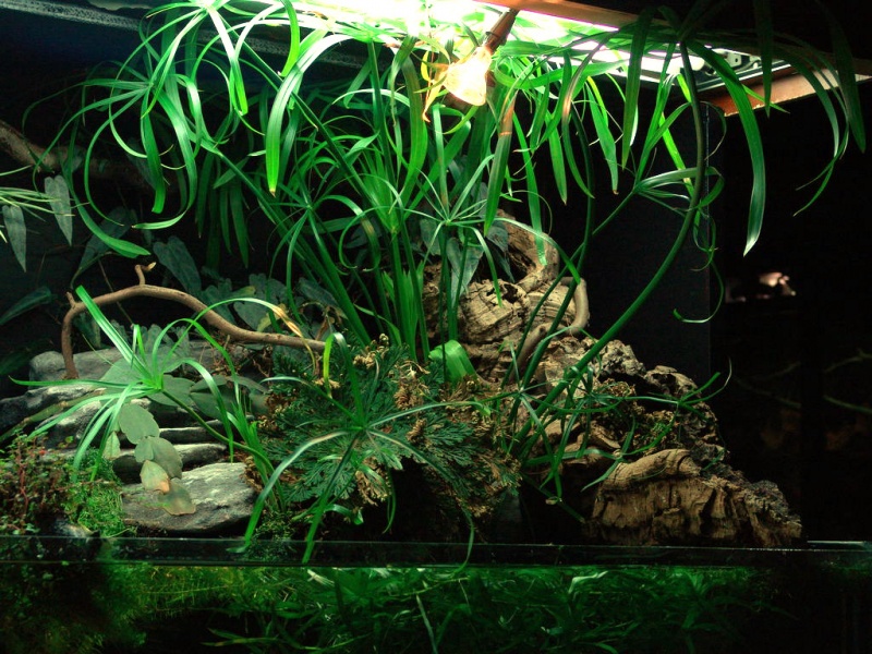 Файл:Циперус очереднолистный 1.jpg