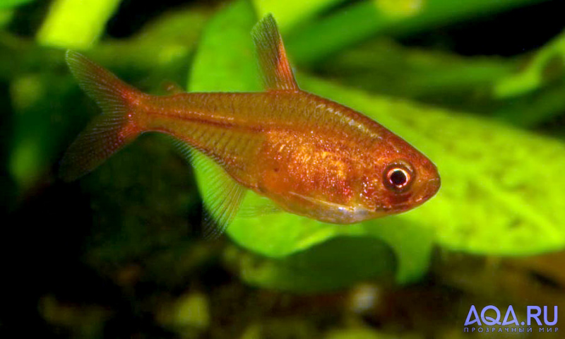 Файл:Тетра Аманда.jpg