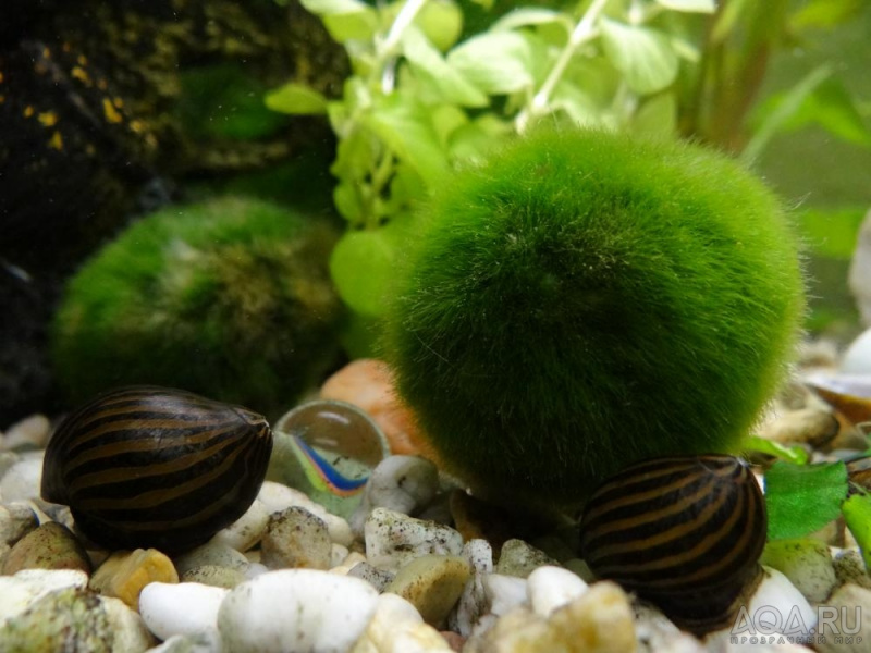 Файл:Кладофора шаровидная, Эгагропила.jpg