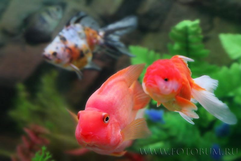 Файл:Золотые рыбки с попугаем.jpg