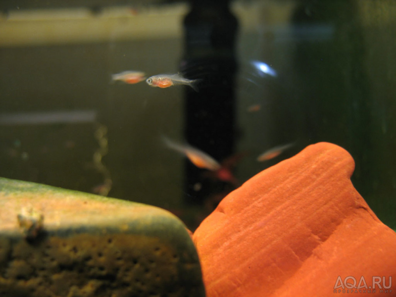 Файл:Микрорасбора малек.jpg