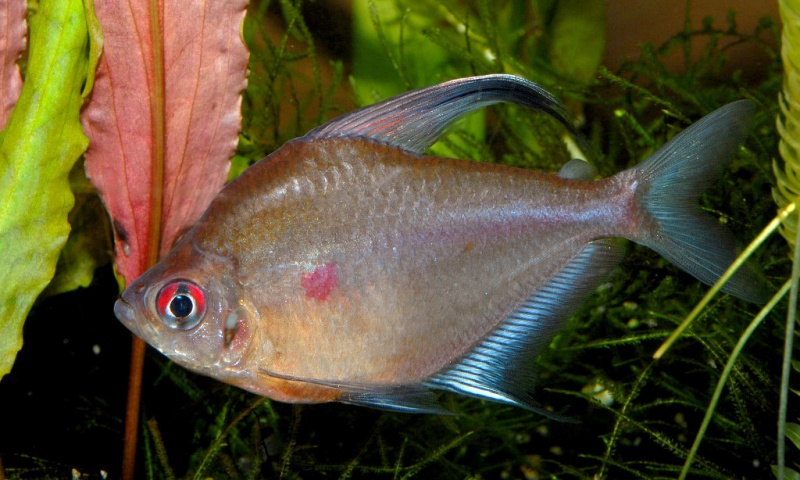 Файл:Тетра краснопятнистая.jpg
