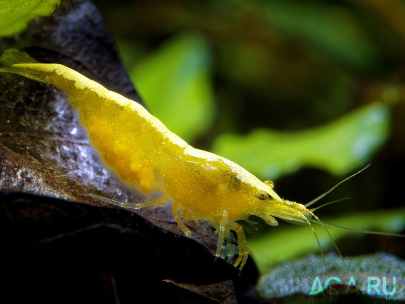 Файл:Neocaridina Yellow Neon.jpg